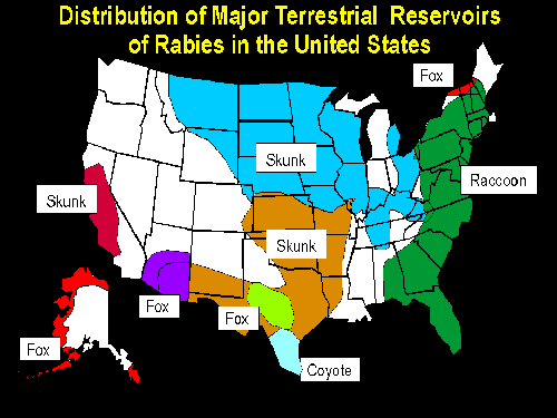 Map showing most common terrestrial Rabies
reservoirs in US