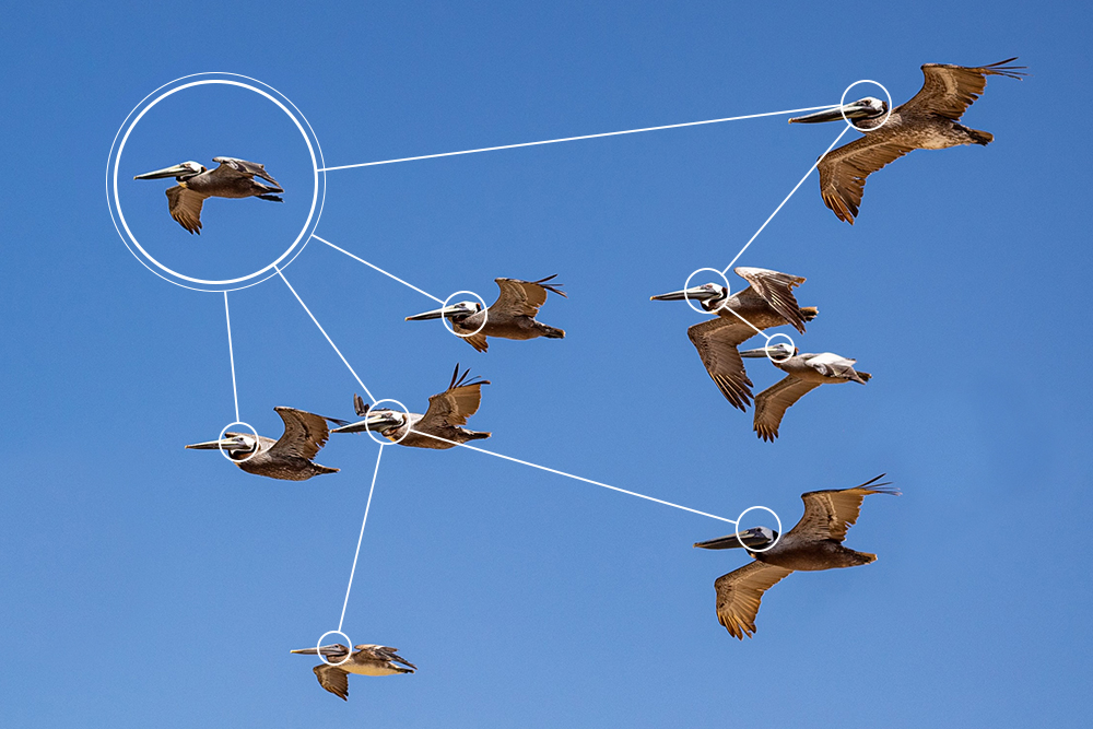 A group of birds flying together, with graphic overlay indicating the leader of the group