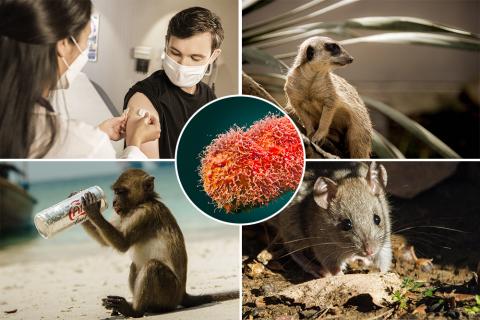 Photo collage of the Monkeypox virus, a man receiving a vaccine, a meerkat, a monkey, and a pika