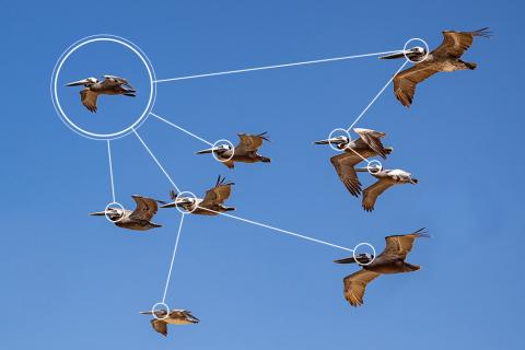 A group of birds flying together, with graphic overlay indicating the leader of the group