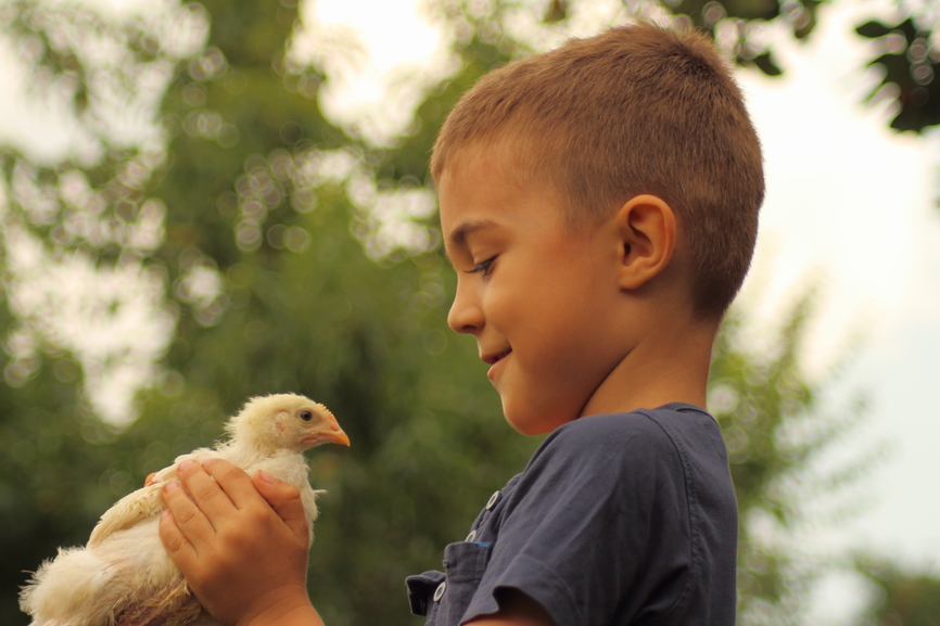 Photograph of a boy holding a young chicken.