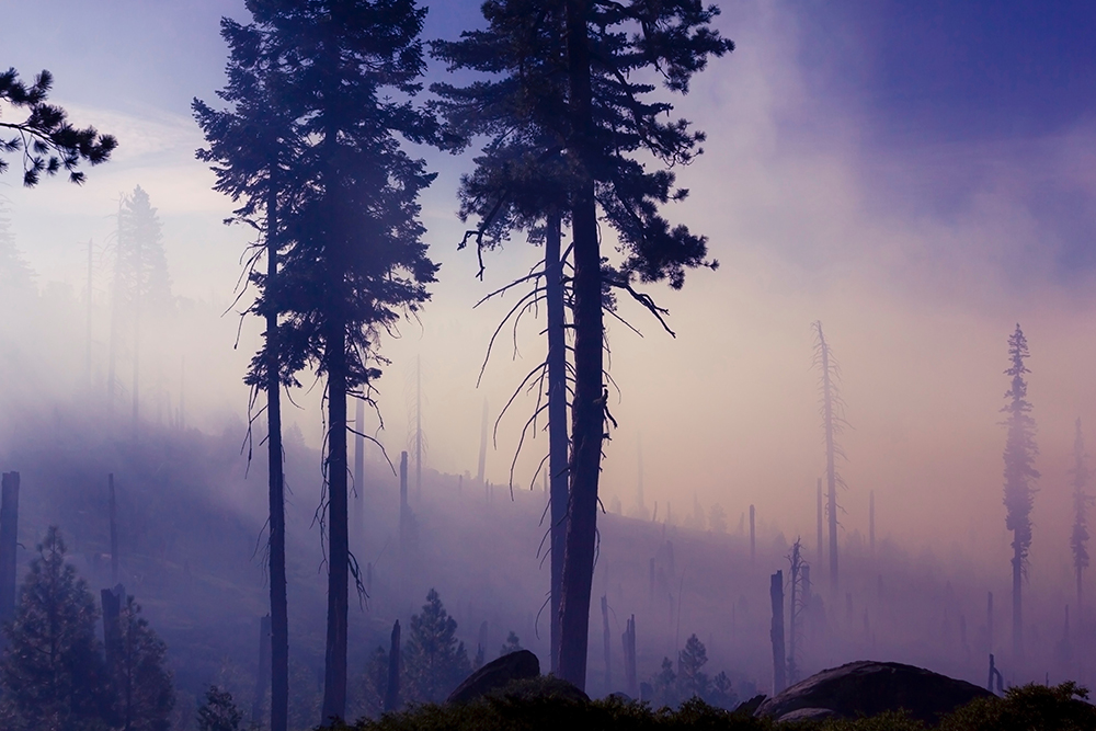 Photograph of a forested mountainside after a wildfire seen through thick smoke.